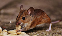 24 Hour & Emergency Exterminators in Moose Park, MN